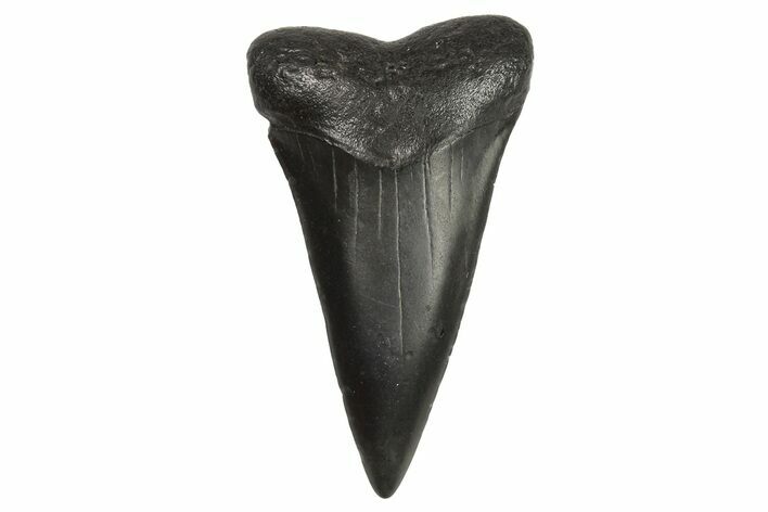 Fossil Broad-Toothed Mako Tooth - South Carolina #295766